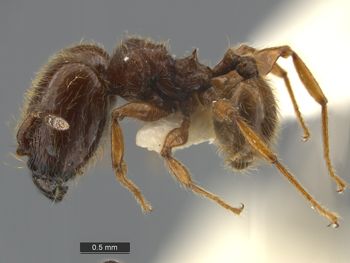 Media type: image;   Entomology 34235 Aspect: habitus lateral view